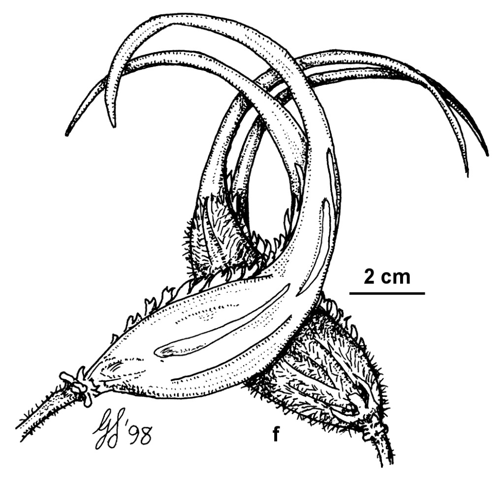 Proboscidea lutea (hero image)