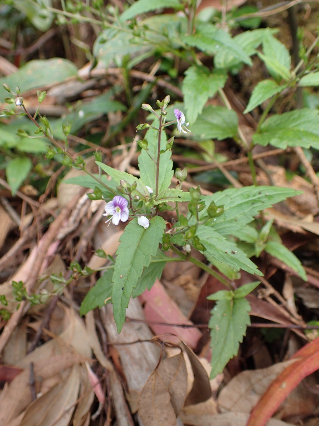 Veronica grosseserrata (hero image)