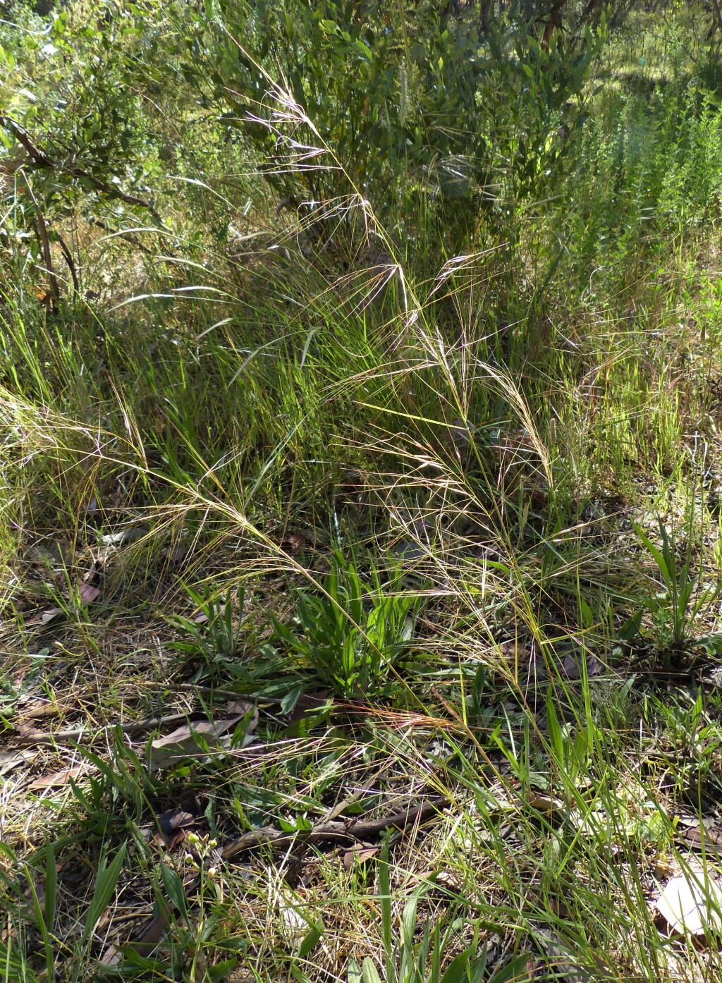 Austrostipa nodosa (hero image)