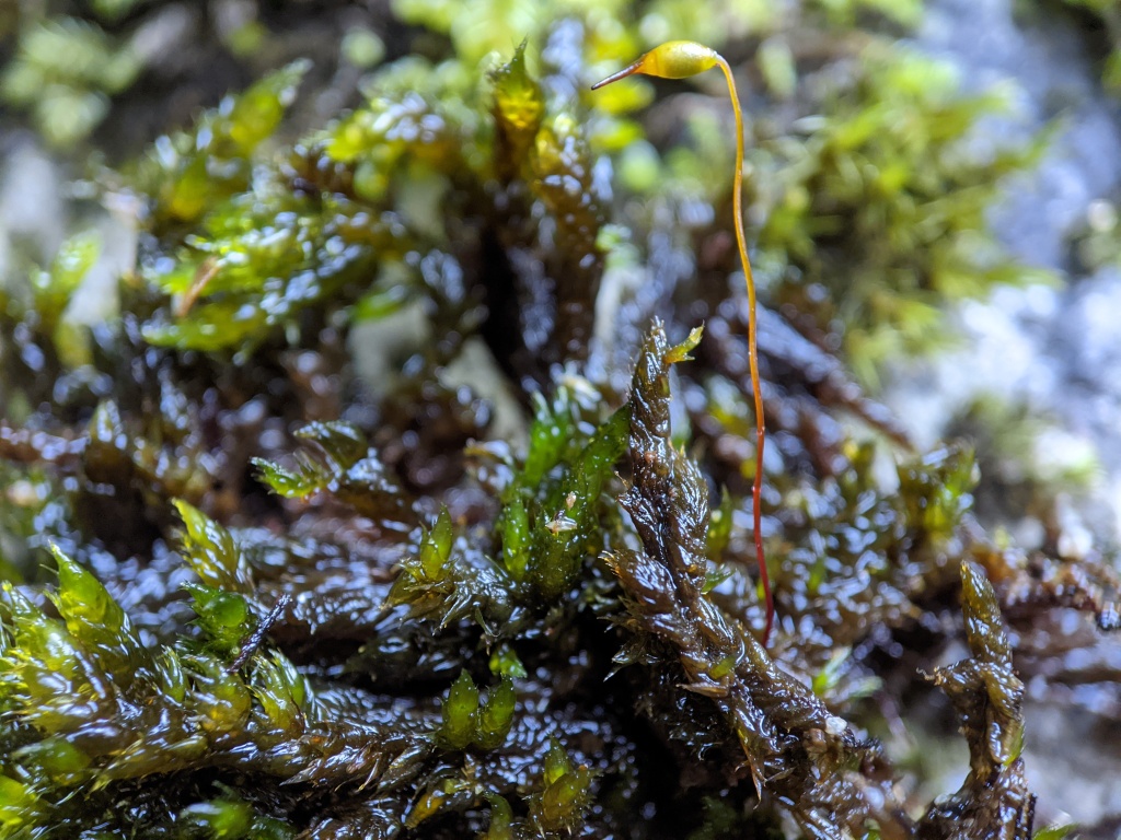 Sematophyllum uncinatum (hero image)