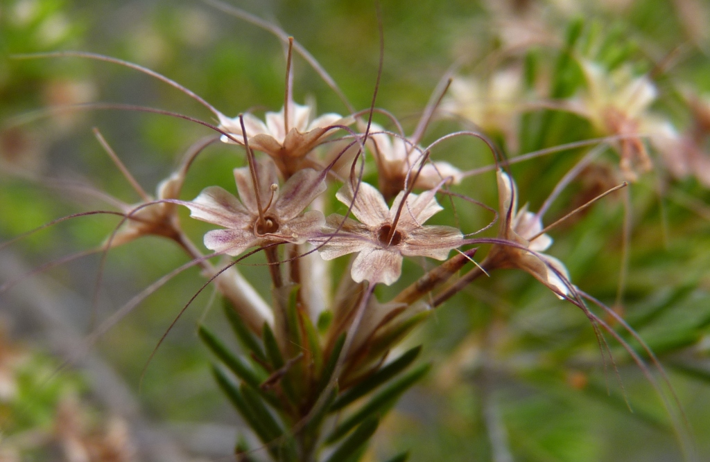 Calytrix tetragona (hero image)