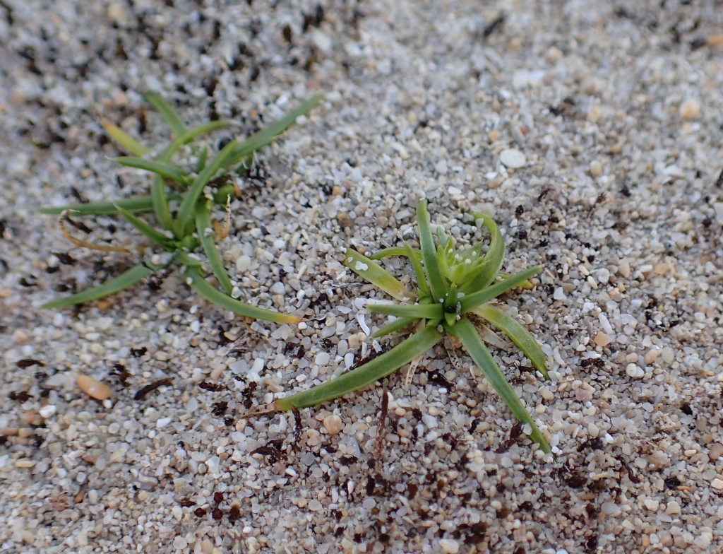 Colobanthus apetalus var. apetalus (hero image)