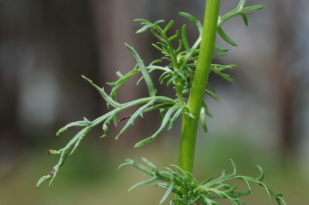 Senecio pinnatifolius var. lanceolatus (hero image)