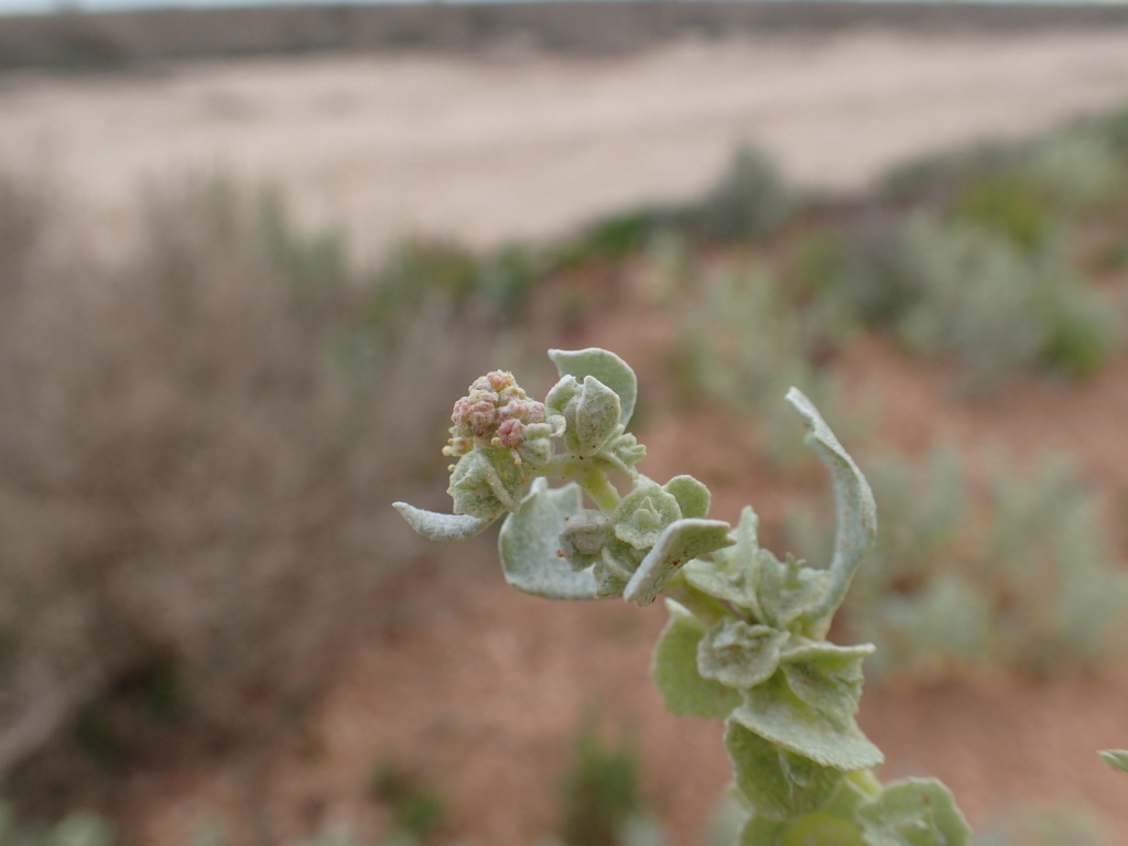 Atriplex lindleyi subsp. conduplicata (hero image)