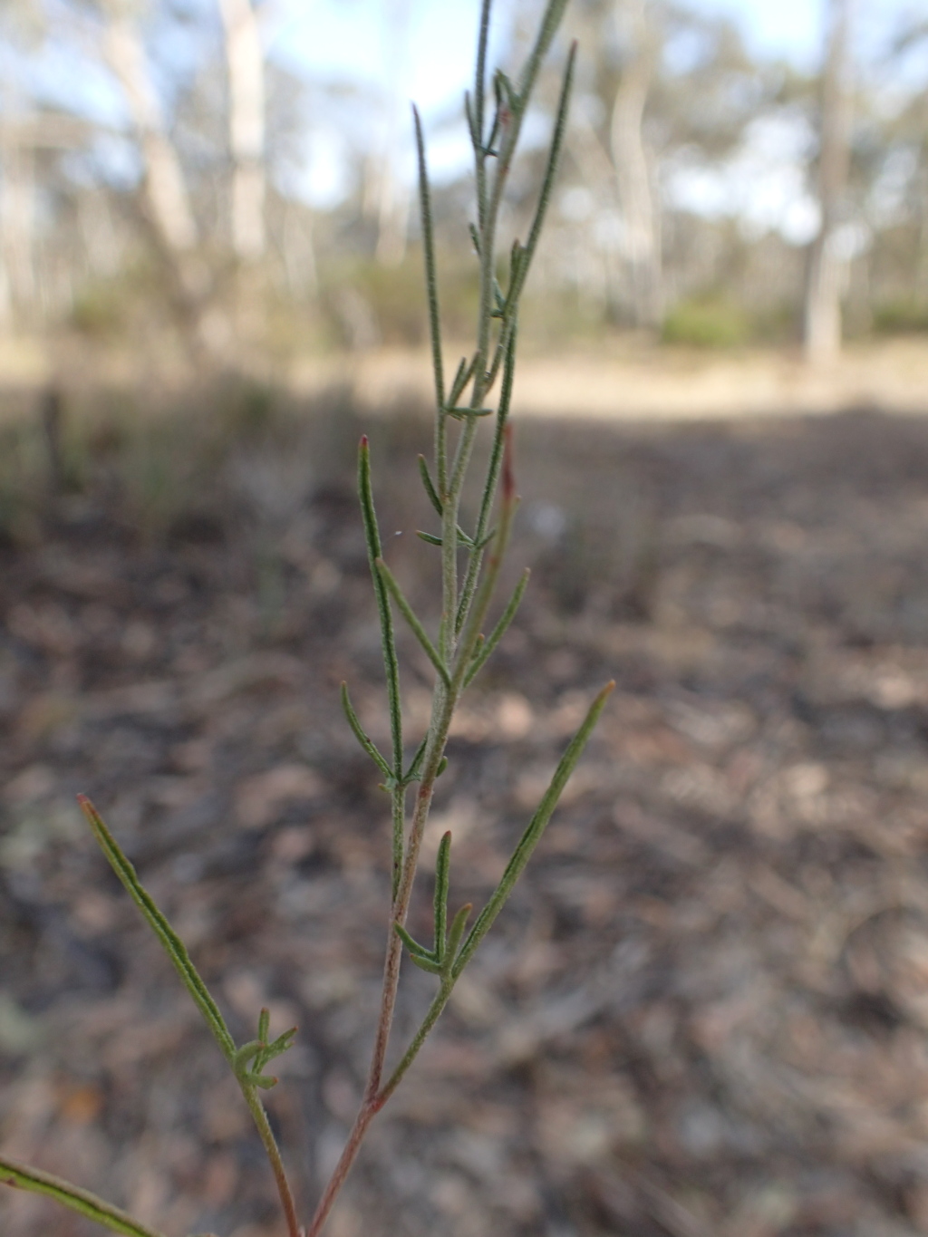 Convolvulaceae (hero image)