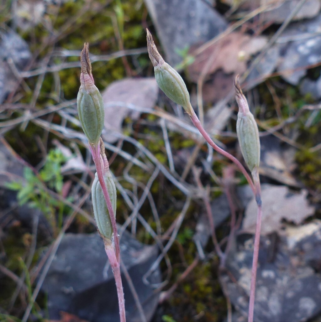 Thelymitra antennifera (hero image)