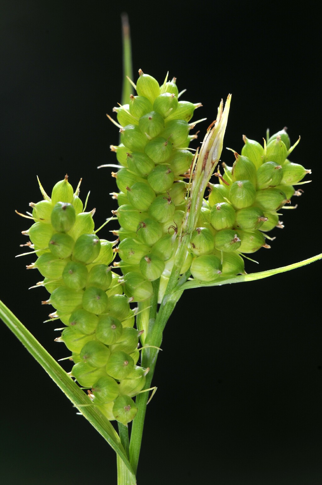 Carex brownii (hero image)