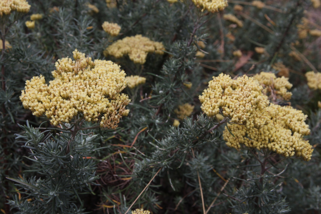 Cassinia monticola (hero image)