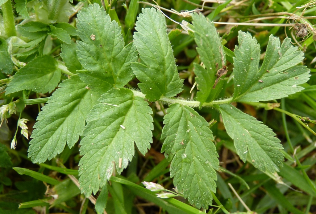 Erodium (hero image)