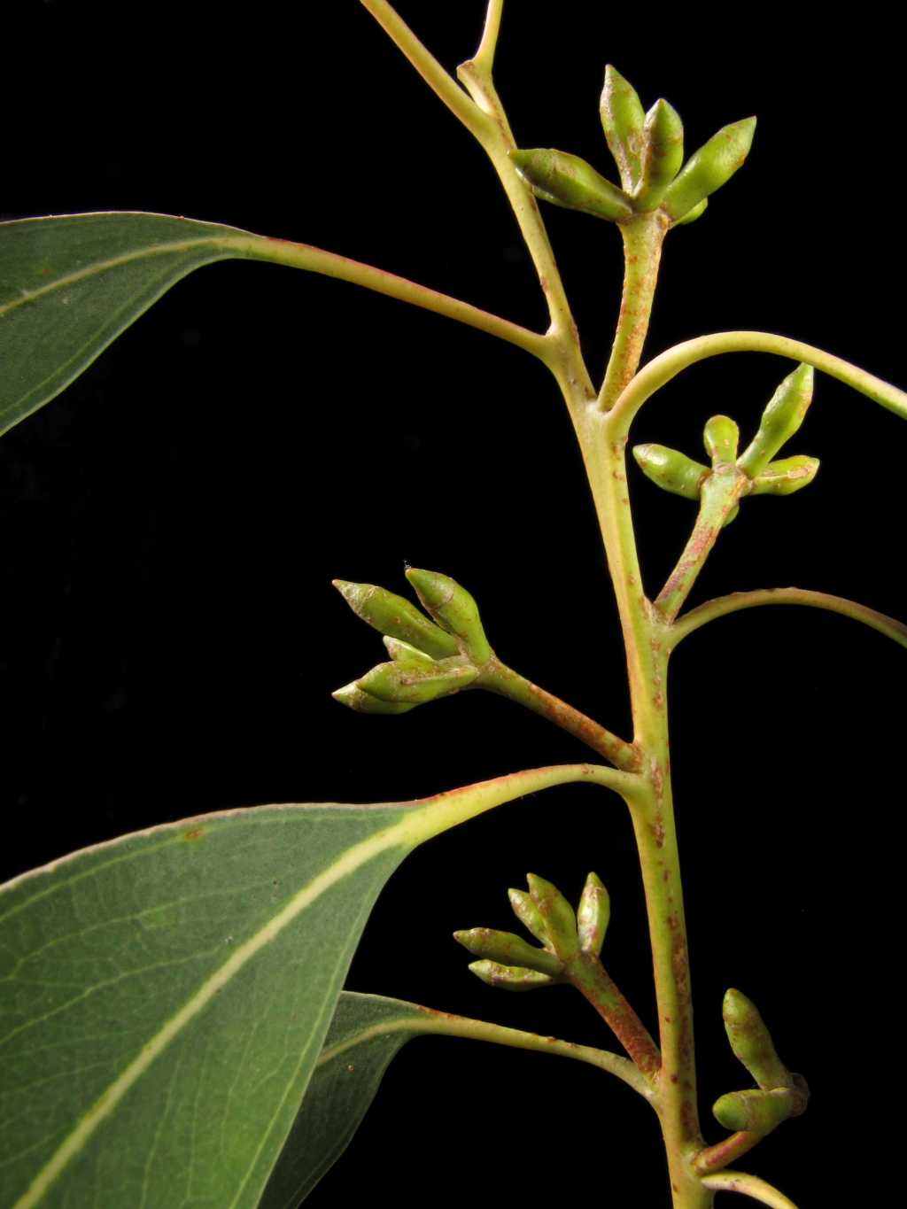 Eucalyptus litoralis (hero image)