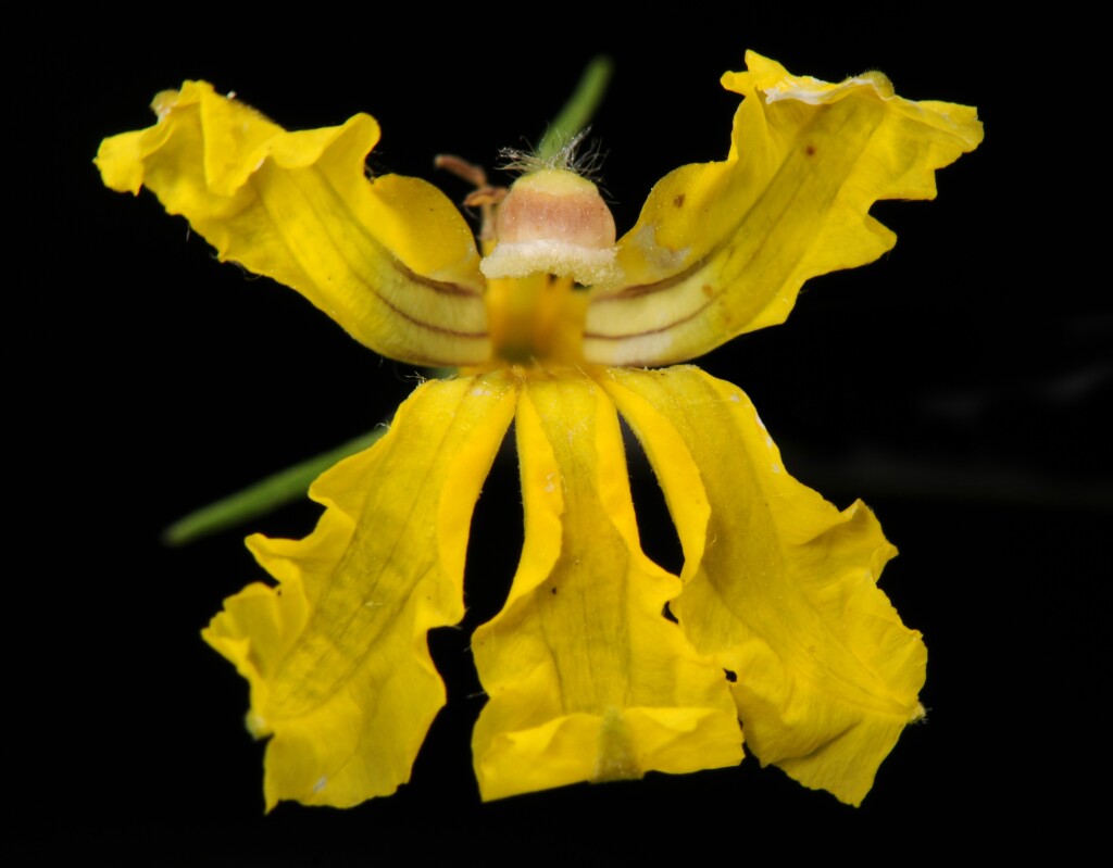 Goodenia ovata (hero image)