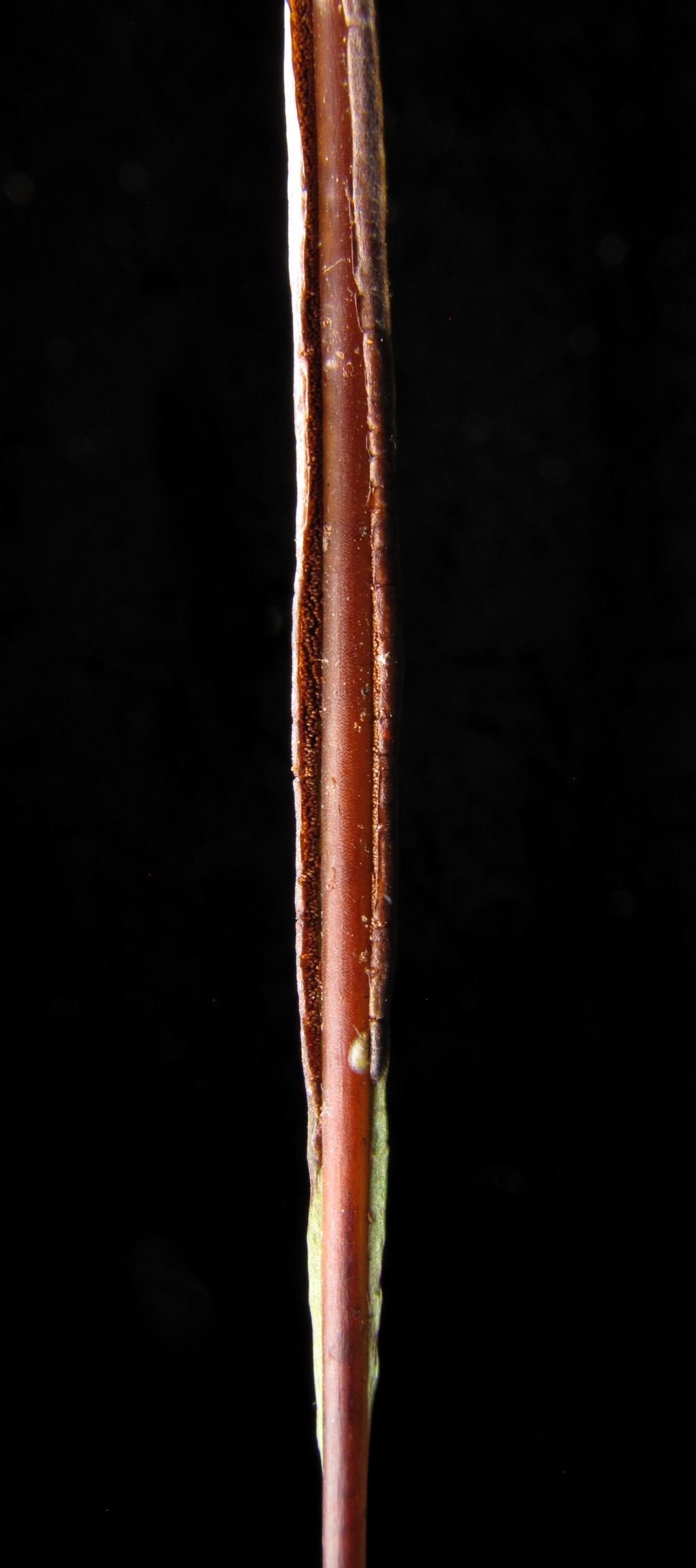 Blechnaceae (hero image)