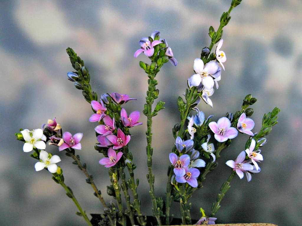 Cyanothamnus coerulescens (hero image)