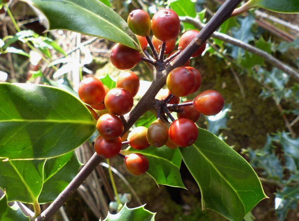 Ilex aquifolium (hero image)