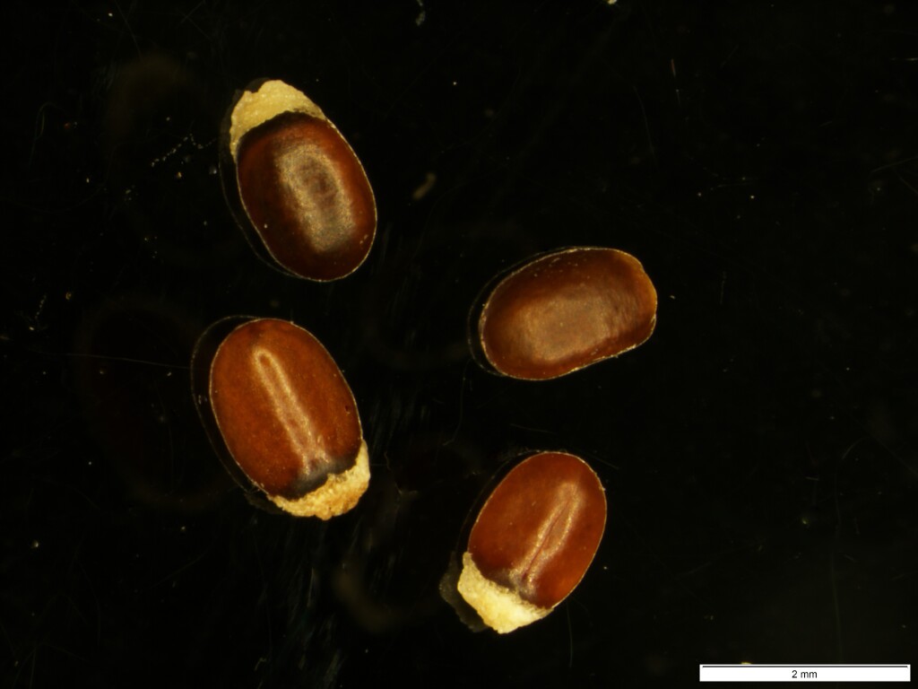 Pomaderris ferruginea (hero image)