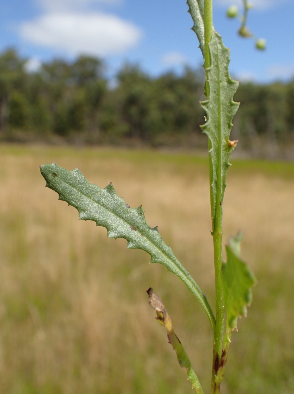 Senecio psilocarpus (hero image)