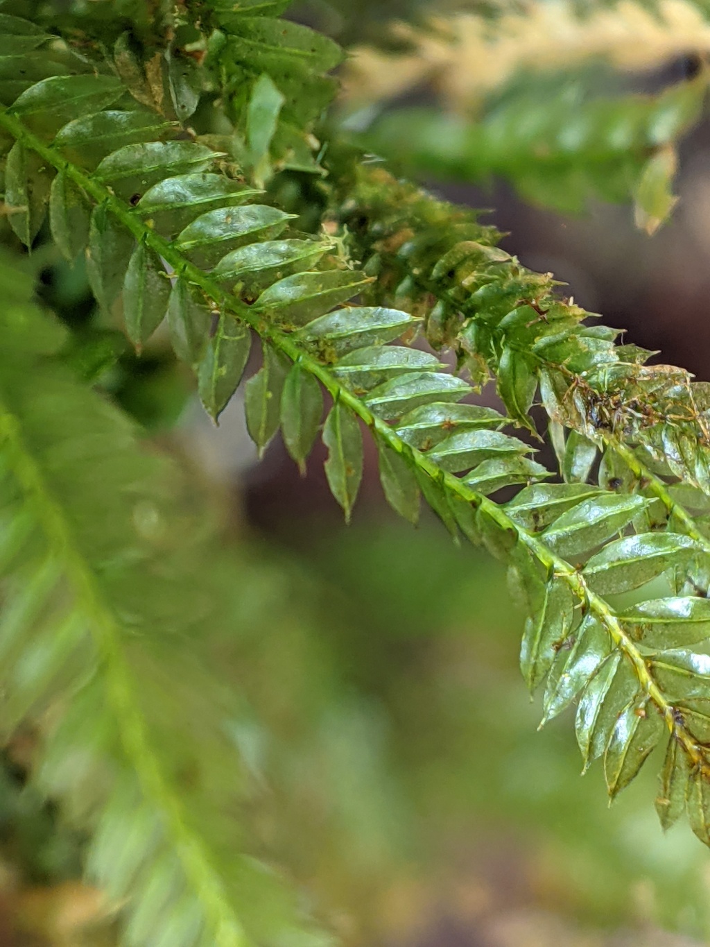 Rhizogonium novae-hollandiae (hero image)