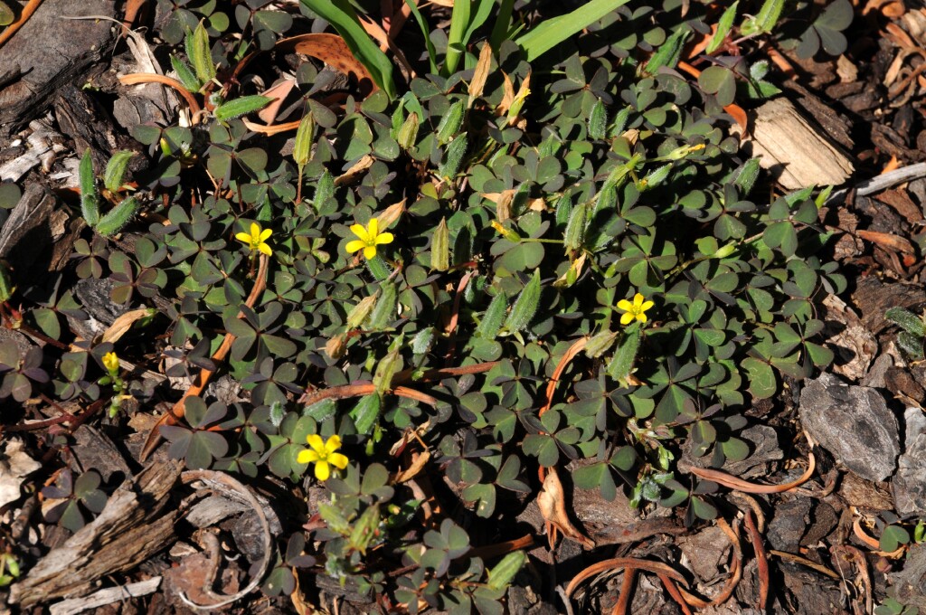 Oxalis corniculata (hero image)