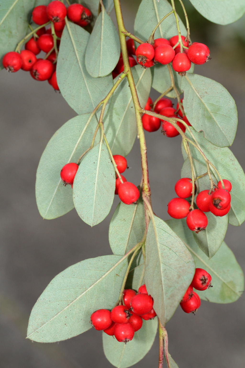 Cotoneaster glaucophyllus (hero image)