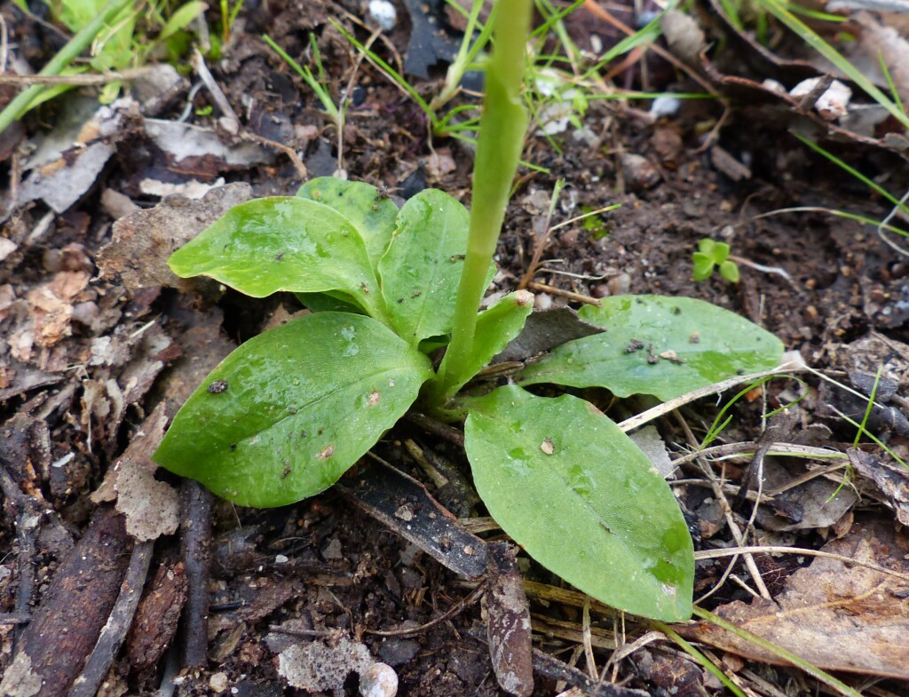 Pterostylis curta (hero image)