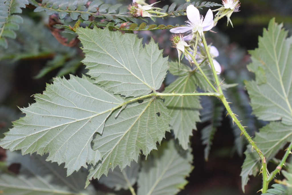 Rubus laciniatus (hero image)