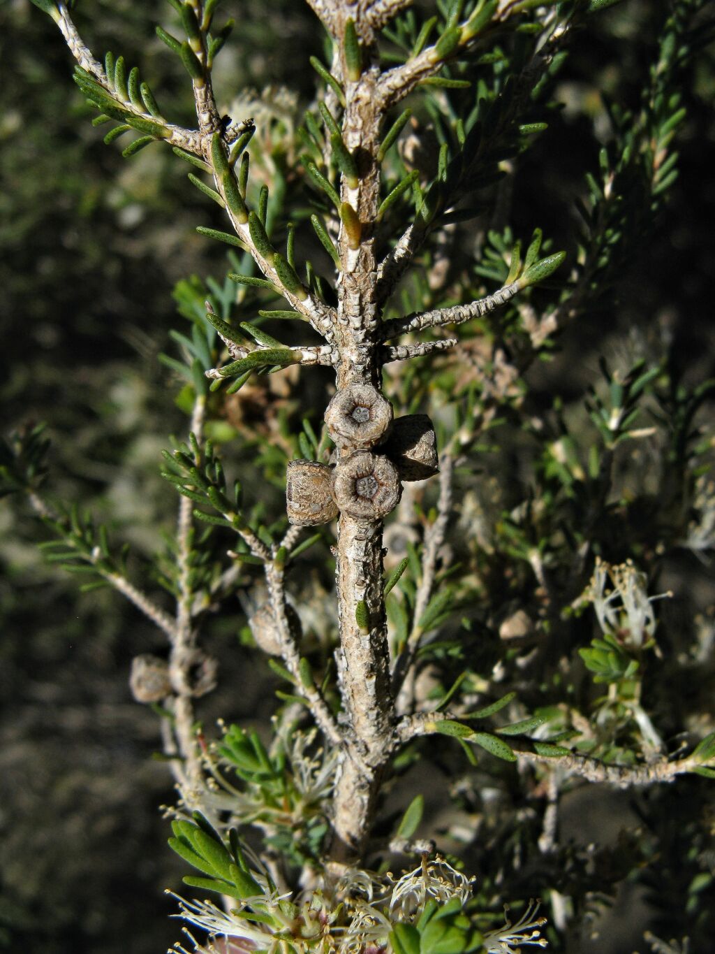 Melaleuca halmaturorum (hero image)