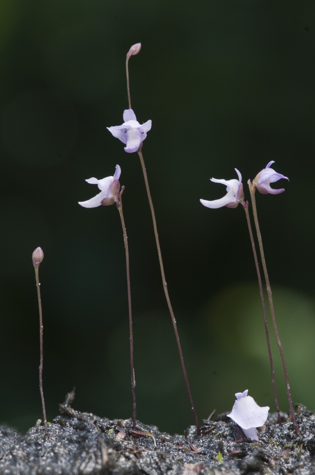 Utricularia lateriflora (hero image)