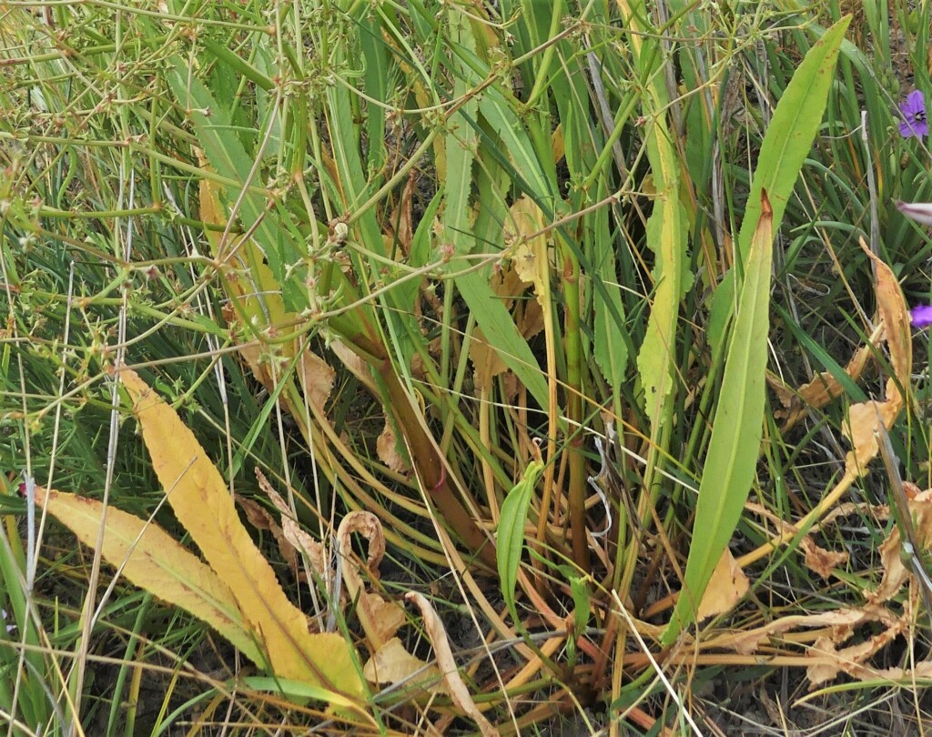 Rumex dumosus (hero image)