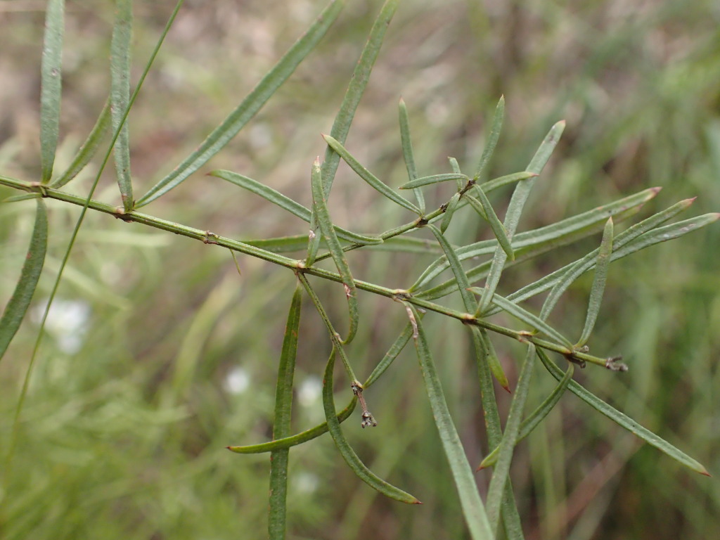 Westringia longifolia (hero image)