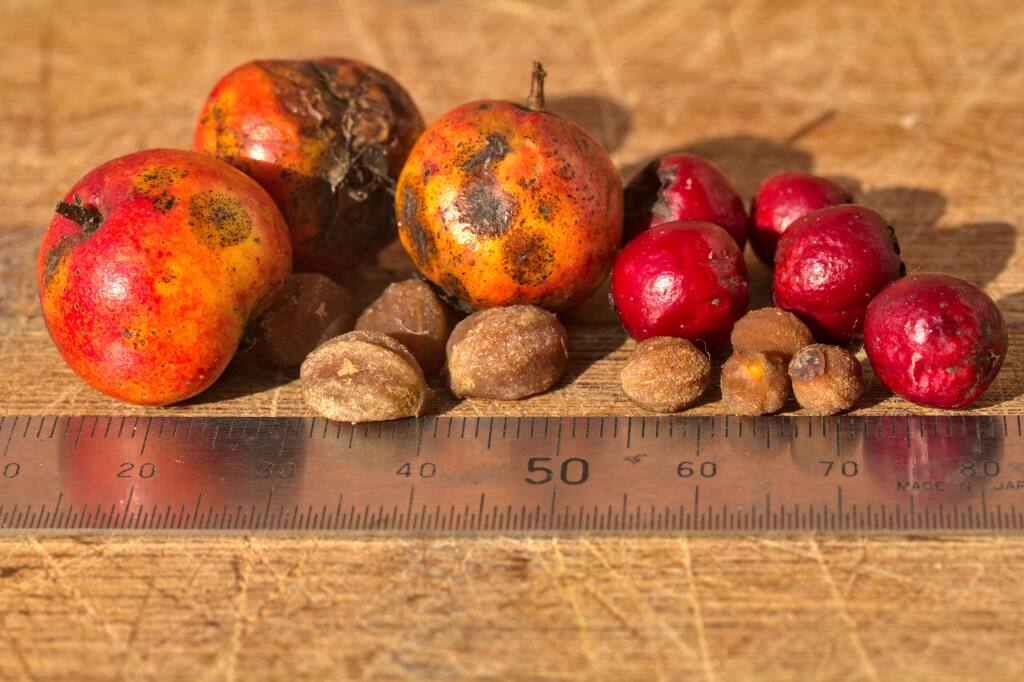 Crataegus ×sinaica (hero image)
