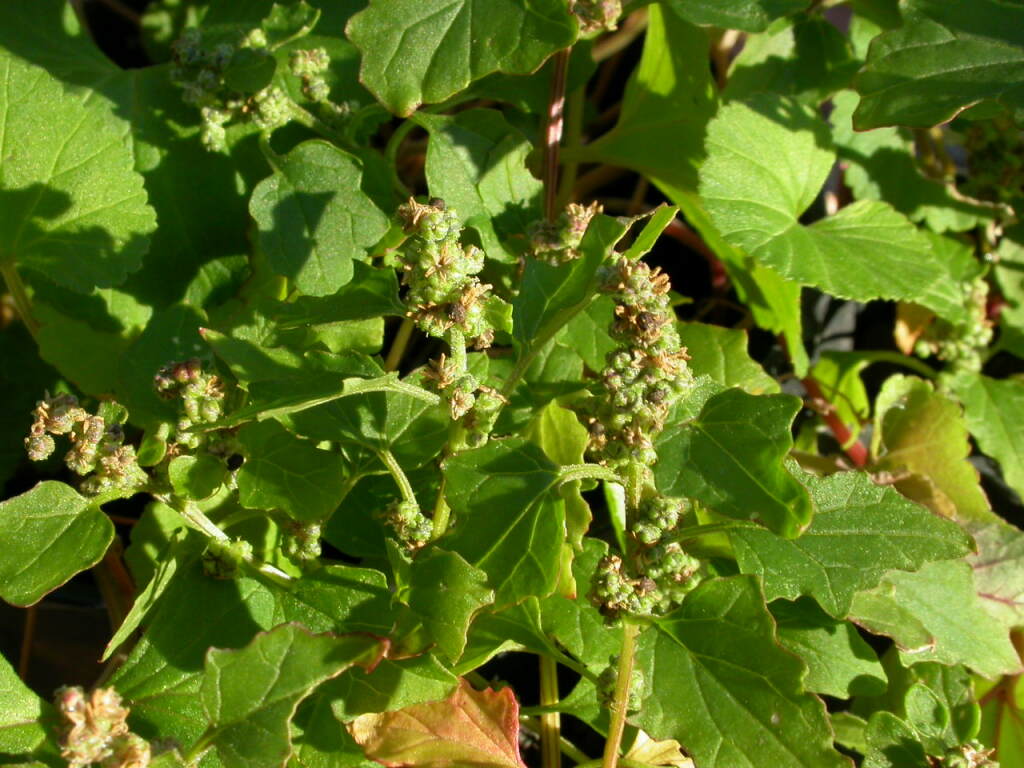 Chenopodium erosum (hero image)