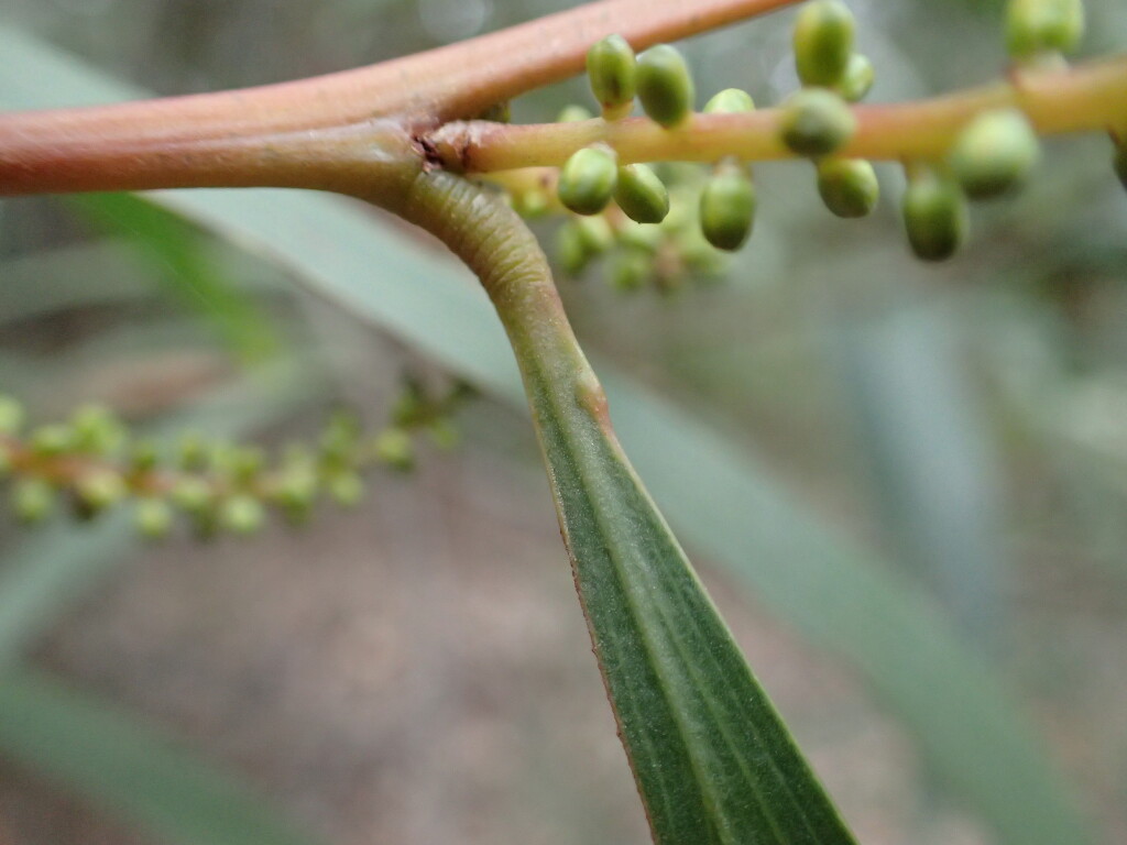 Acacia obtusifolia (hero image)