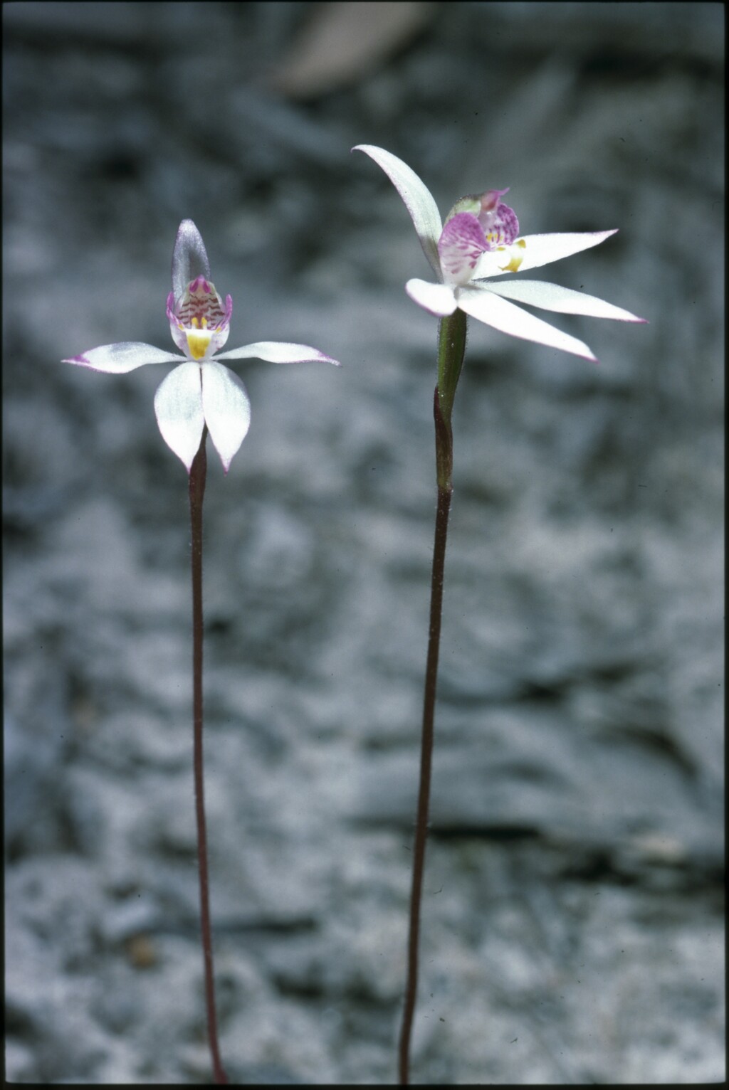 Caladenia alata (hero image)