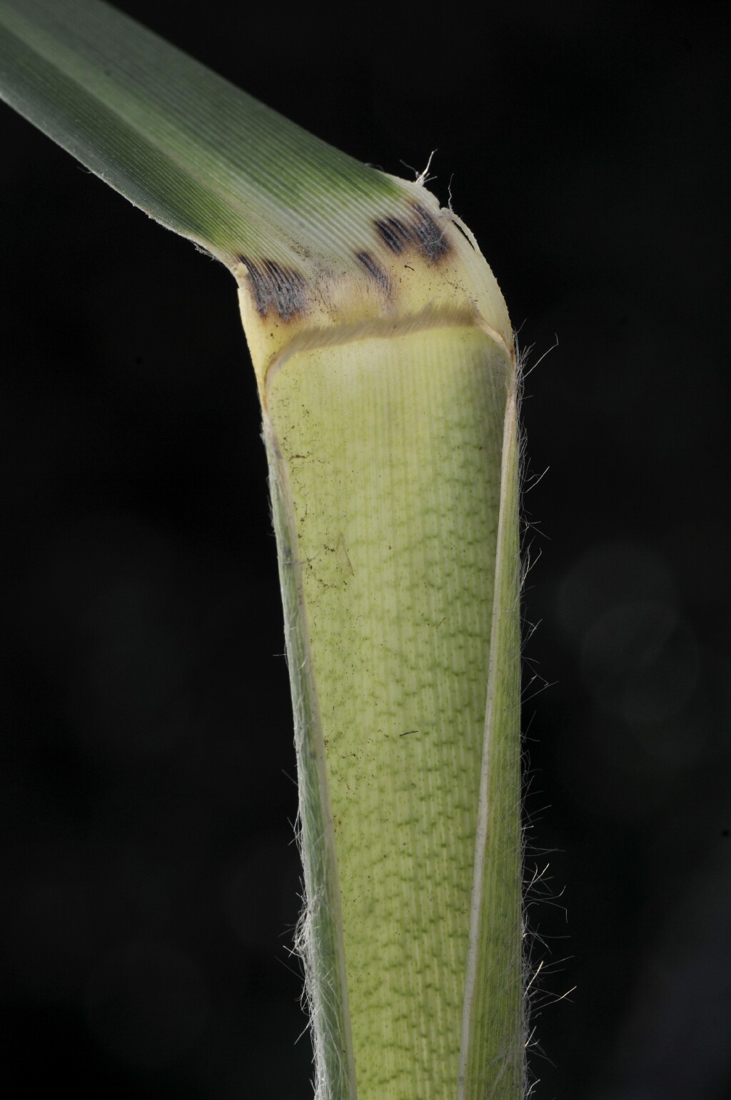 Cortaderia selloana subsp. jubata (hero image)