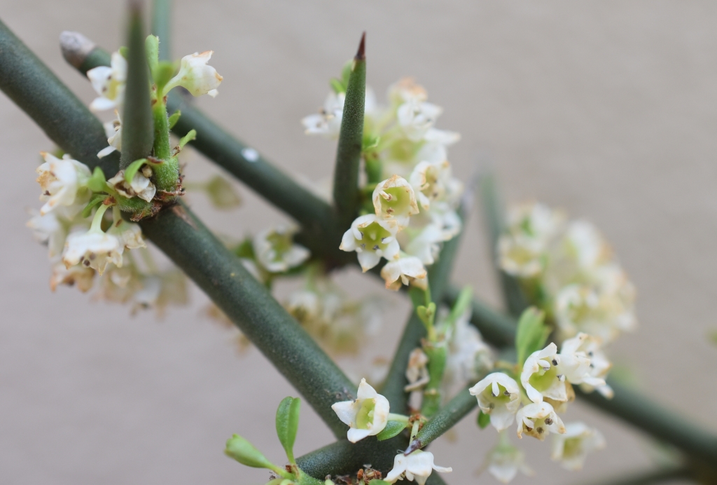 Discaria pubescens (hero image)