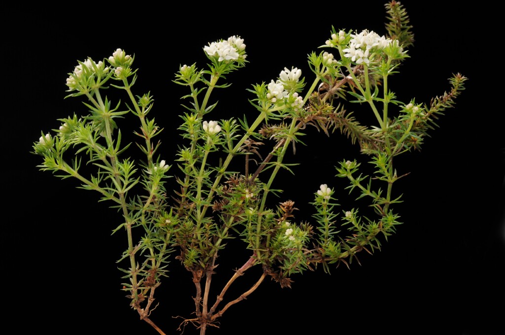 Asperula scoparia (hero image)