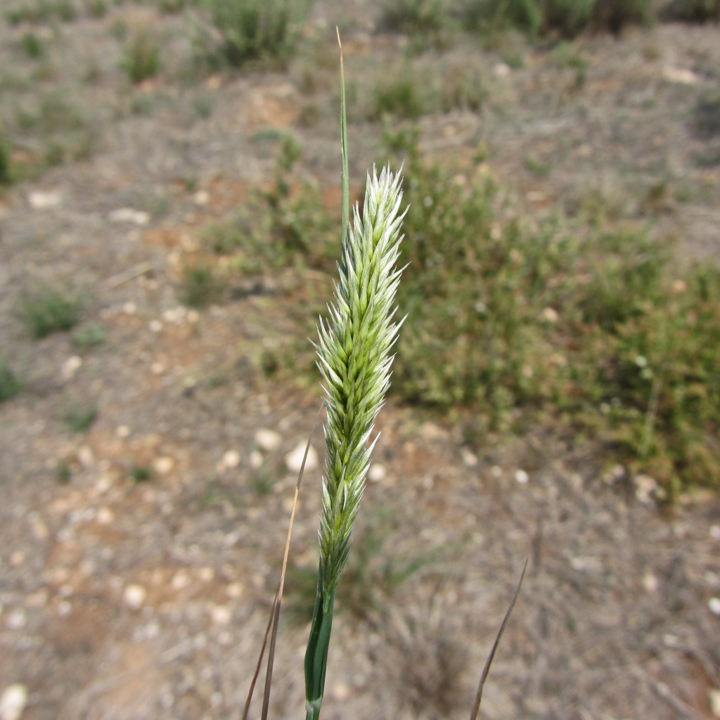 Enneapogon nigricans (hero image)