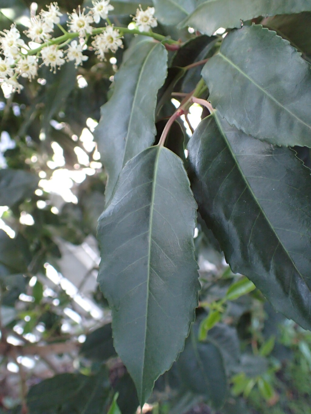 Prunus lusitanica (hero image)