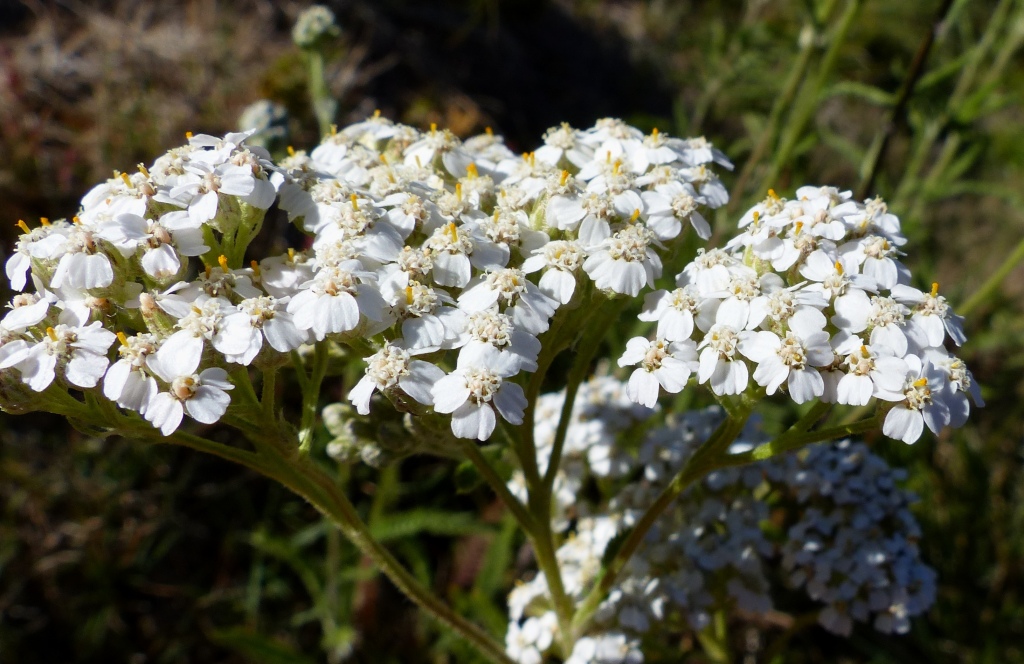 Achillea millefolium (hero image)