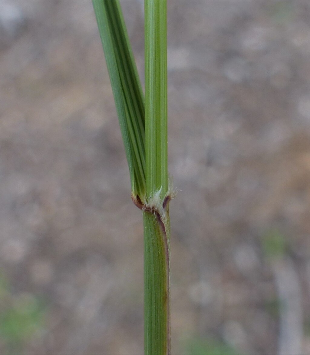 Austrostipa nodosa (hero image)