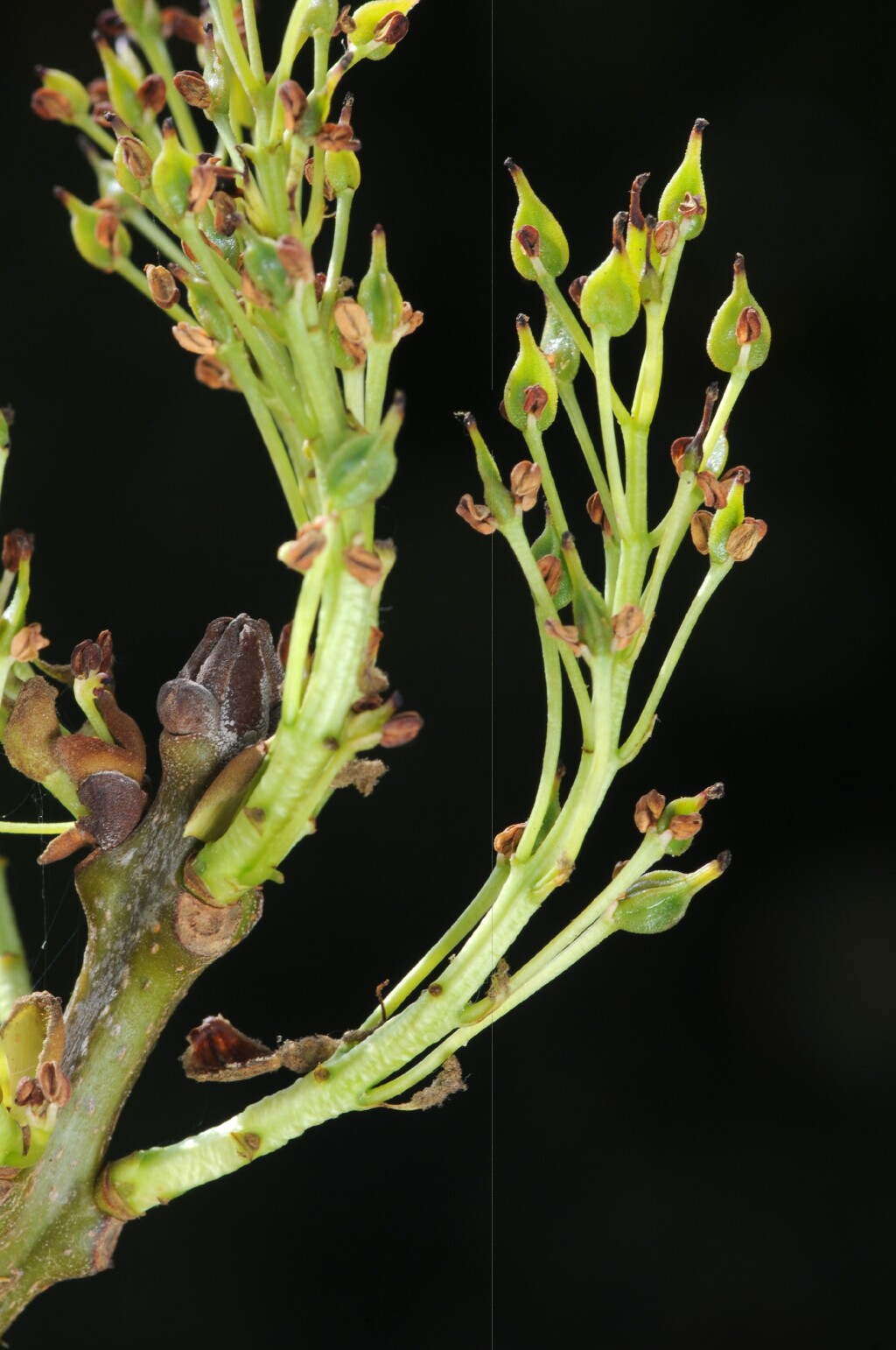 Fraxinus angustifolia (hero image)