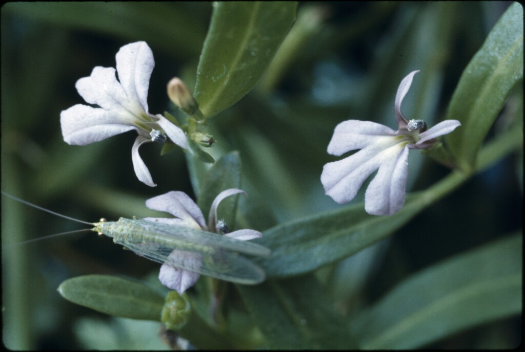 Lobelia anceps (hero image)