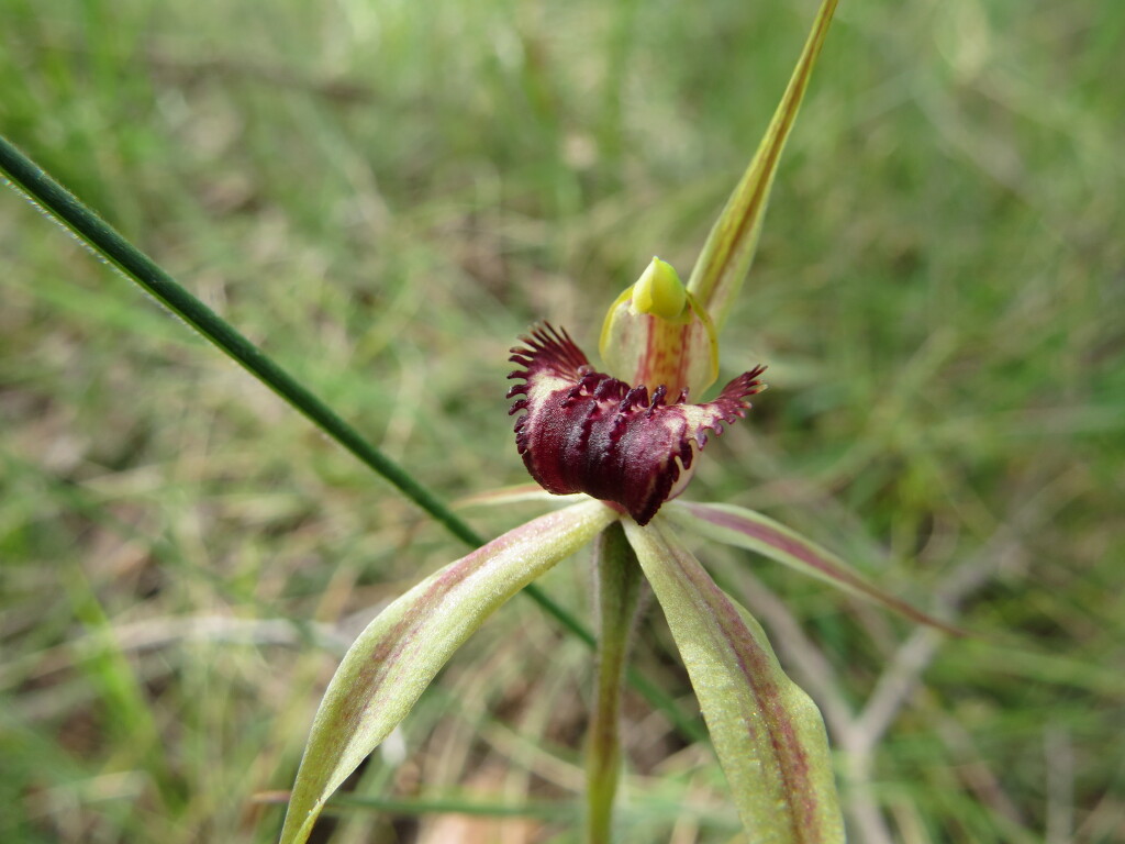 Caladenia insularis (hero image)