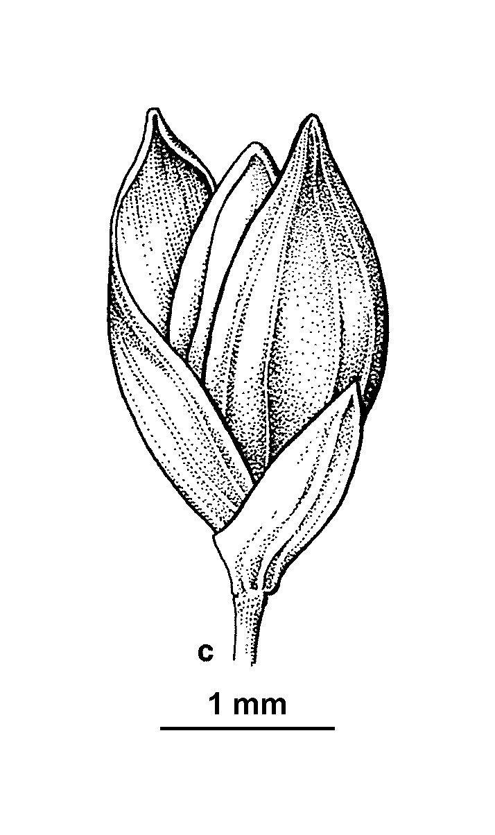 Panicum bisulcatum (hero image)