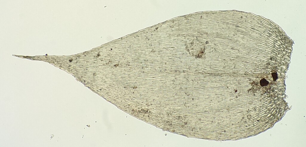 Rhynchostegium tenuifolium (hero image)