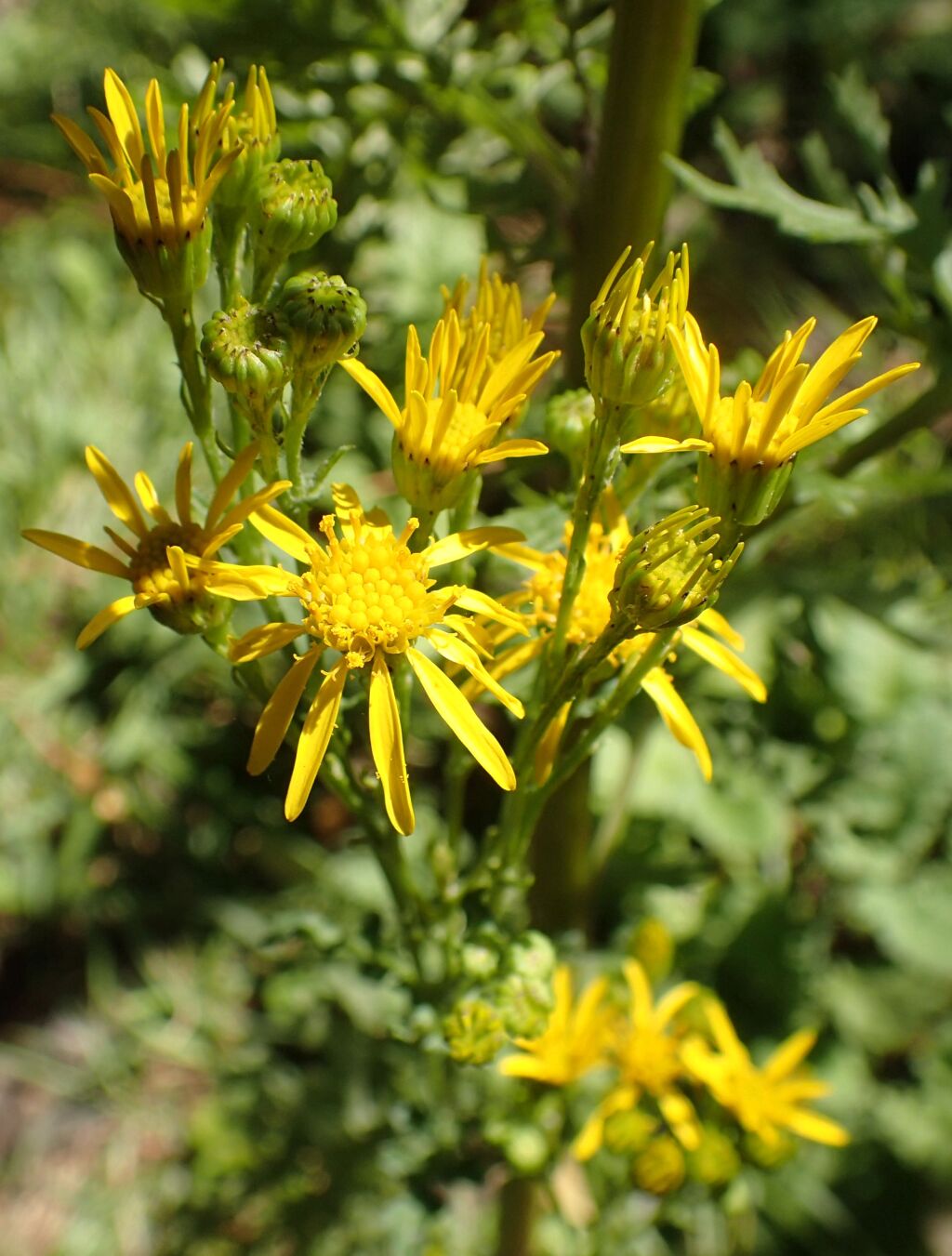 Senecio jacobaea (hero image)