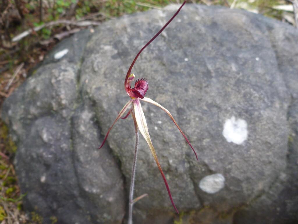 Caladenia grampiana (hero image)