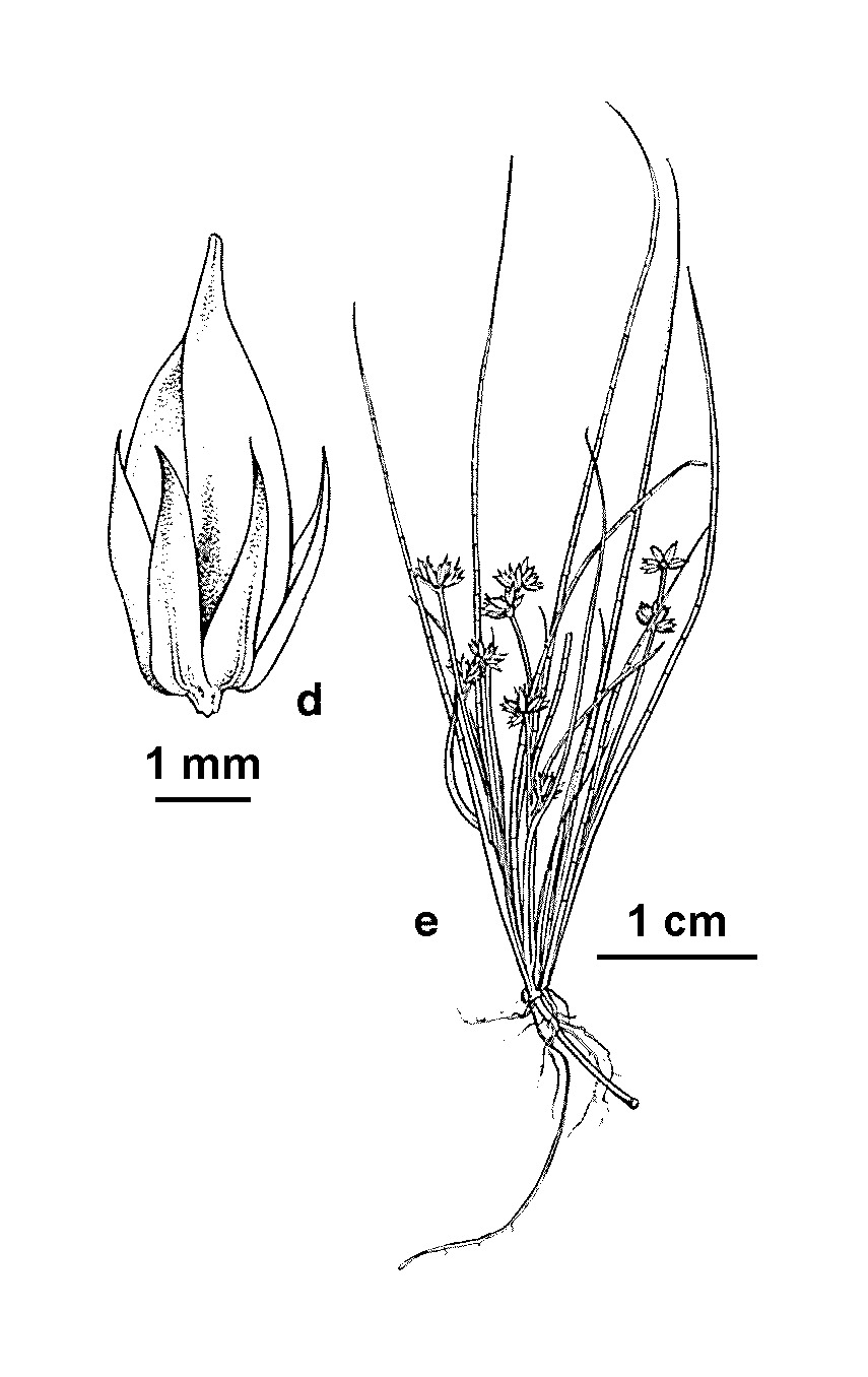 Juncus sandwithii (hero image)