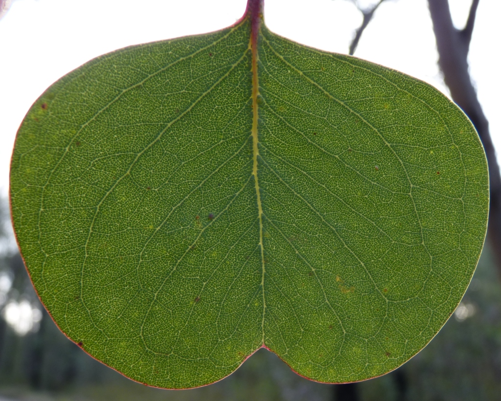 Eucalyptus polyanthemos subsp. vestita (hero image)