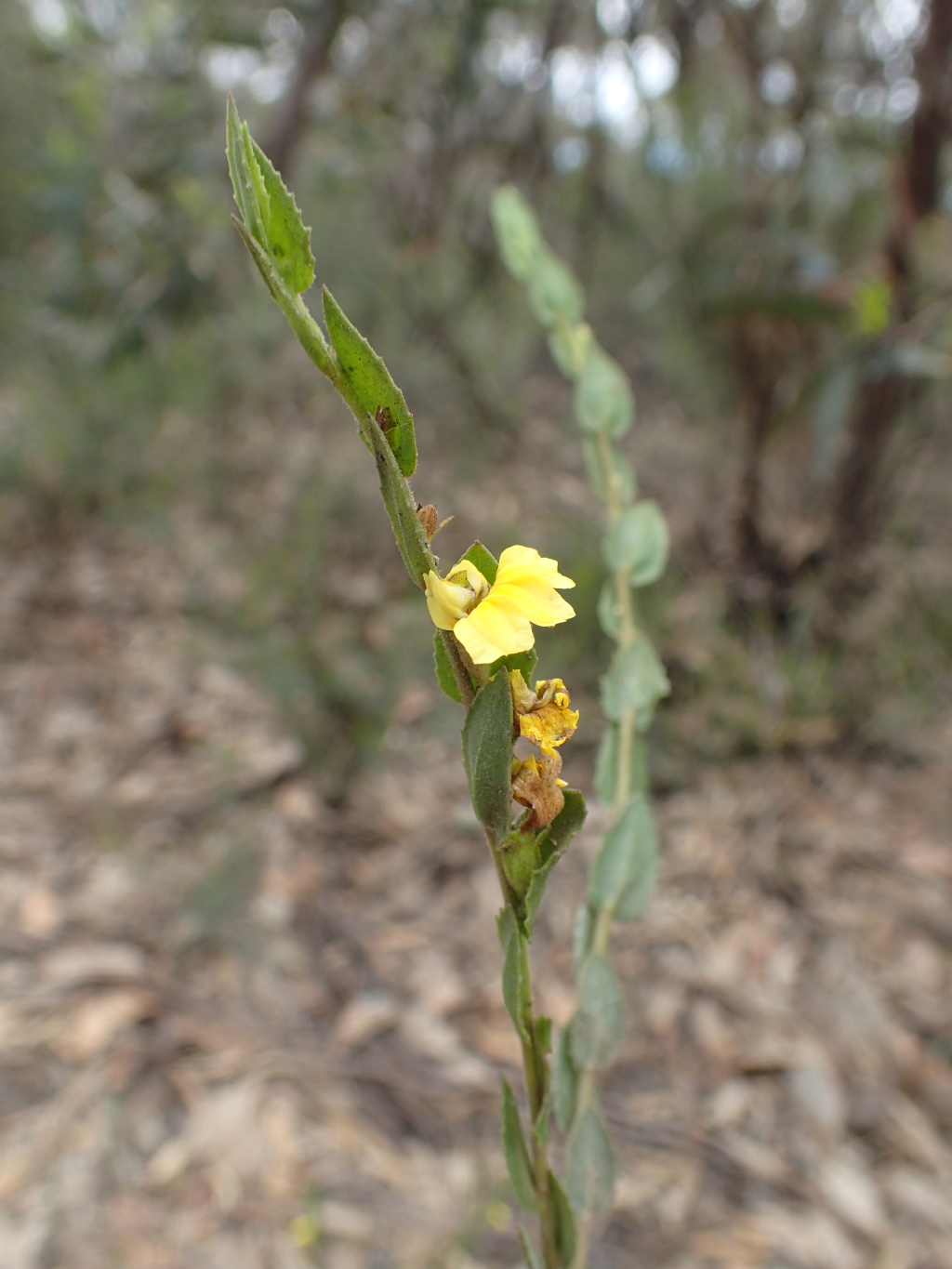 Goodenia benthamiana (hero image)